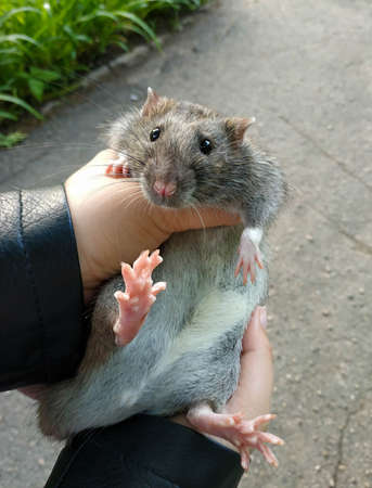 Trusting pet, a large gray rat, spreads its paws and looks at the mistress holding it in her handsの写真素材