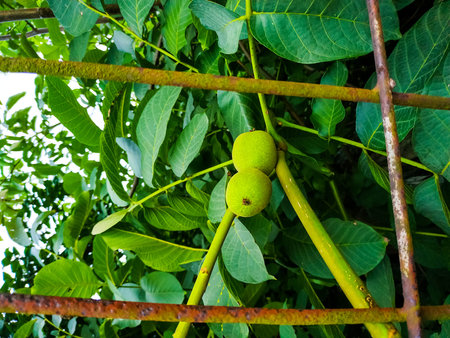 Unripe walnuts growing on a tree against a background of green leaves behind an old rusty fence in...