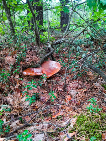 Slippery cap of a large mushroom hidden under moss branches and leaves in the middle of the forestの写真素材