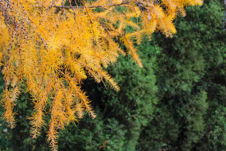 Golden needles of fluffy cedar twigs against a background of lush green firs soft natural garden backdropの写真素材