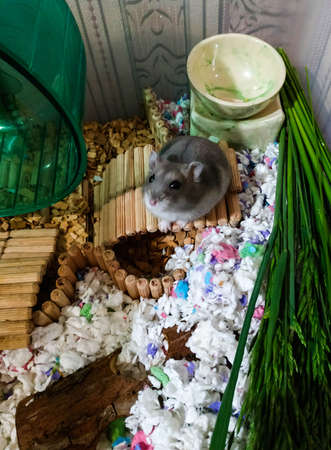 Small gray Dzungarian hamster in his dwelling near the house and the wheel folded his paws and looks patheticallyの写真素材