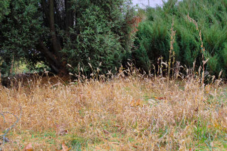 Empty lawn of autumn dried grass with fluffy spikelets in the backyard gardenの写真素材