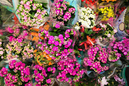 large variety of small colorful flowers in pots on sale at the mall in a transparent gift wrapの写真素材