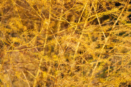 Bright and lush layered texture of an autumn bush with small needles on the branches yellow shade with a foreground and a blurred backdropの写真素材