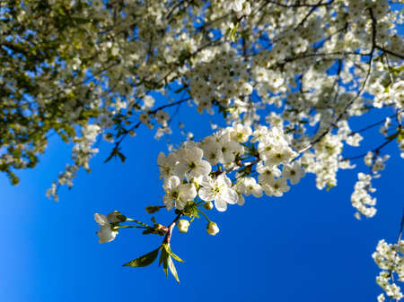 focusing on a blooming sprig of white flowers in spring with a blurred background of a cherry tree and a blue skyの写真素材
