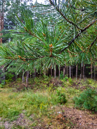pine twigs wet after the rain with water drops on a blurred background of a foggy fresh spruce forestの写真素材