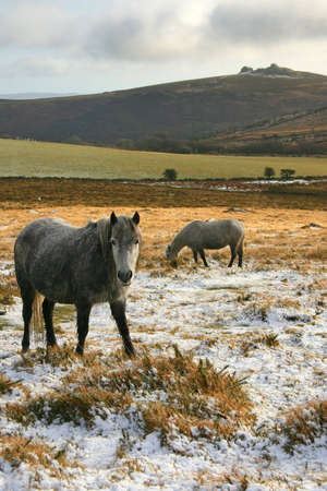 Wild dartmoor poniesの写真素材