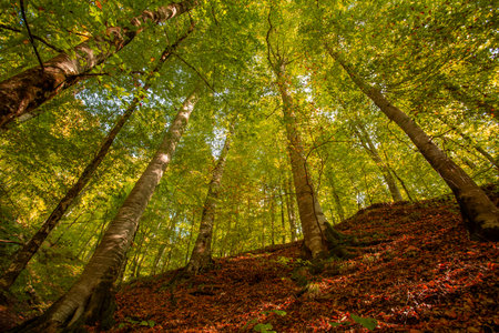 autumn beech tree