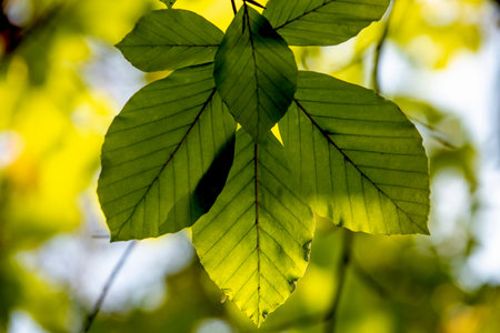 Colorful autumn background with leaves, close-up