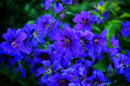 blue flower with green backgroundの写真素材