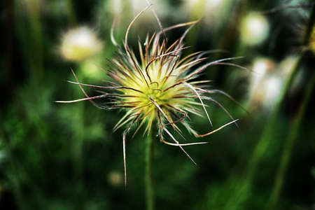 Flower in gardenの写真素材