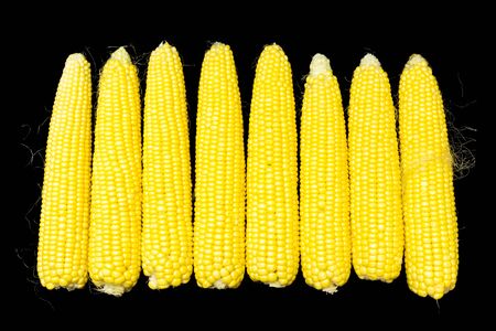 Fresh yellow sweet corn. Studio shot on a black background. For the concept of food. View from aboveの写真素材