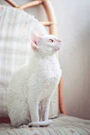 Young white Cornish Rex cat looking at the windowの写真素材