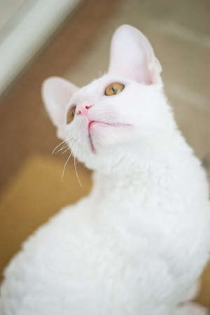 Young white Cornish Rex cat looking upの写真素材