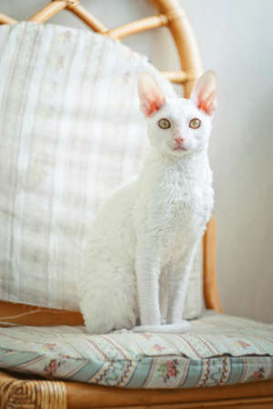 Young white Cornish Rex cat looking at photographerの写真素材