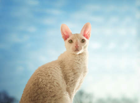 Young Cornish Rex cat looking straightの写真素材