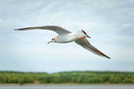 Flying seagull in Klaipeda, Lithuaniaの写真素材