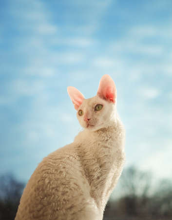 Young Cornish Rex cat looking leftの写真素材