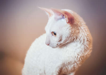 White Cornish Rex cat looking leftの写真素材