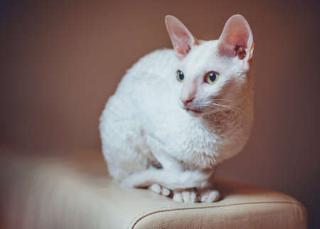 Curious Cornish Rex cat sitting on the sofaの写真素材