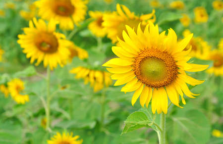 Colorful sunflower in a fieldの写真素材