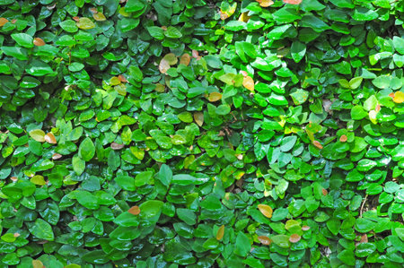 Coatbuttons or Maxican Daisy cover on the wall