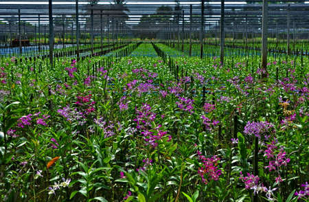 Orchid plantation farm in Thailandの写真素材