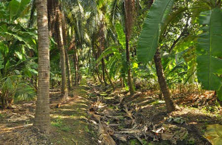 Agriculture, shallow gutter in a local plantation garden in Thailandの写真素材