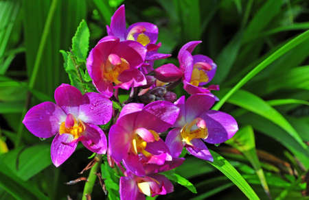 Beautiful orchid bunch in a botanical gardenの写真素材