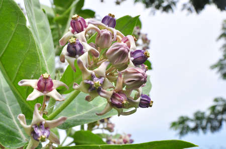 Tropical flower, Bunch of Crown flower or  Calotropis Gigantea in plantation garden.の写真素材