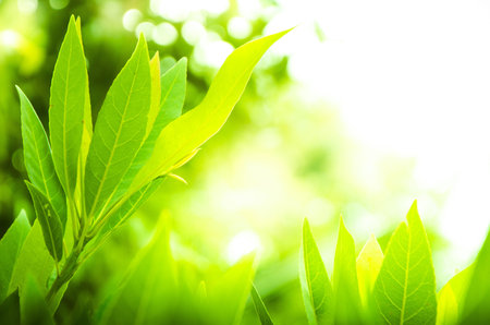 Green leaves with the sunlight background