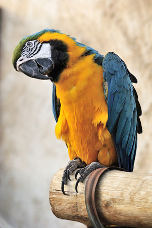 Blue and yellow macaw (Ara ararauna) at bird souq in Doha, Qatar.の写真素材