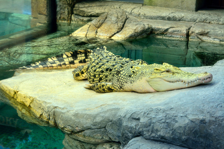 Golden crocodile is a hybrid of Saltwater and Siamese Crocodiles.の写真素材