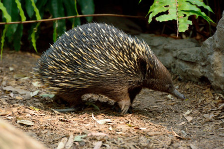 Short-beaked echidna (Tachyglossus aculeatus) in Australia.