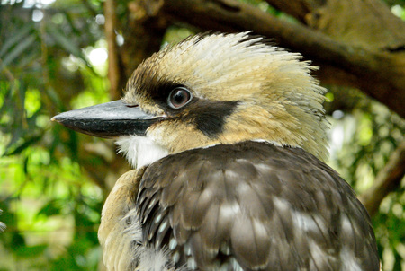 Kookaburra (Genus Dacelo) on a tree branch in Australia.の写真素材