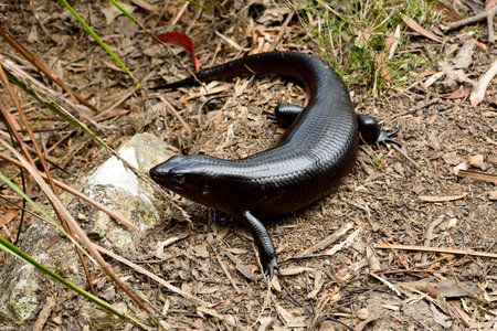 Land mullet (Egernia major) lizard in Queensland, Australia.の写真素材