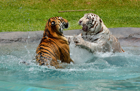 White and Bengali tigers playing and fighting in water.の写真素材