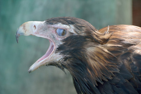 Wedge-tailed Eagle (Aquila audax) is the largest bird of prey in Australia, beak open.