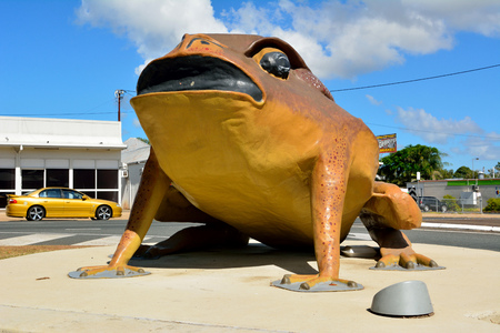 Sarina, Queensland, Australia - December 29, 2017. Statue of the Big Cane Toad (Rhinella marina) in Sarina, QLD, with car and buildings in the background.のeditorial素材