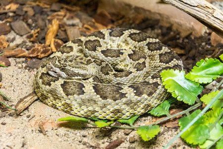 Southern Pacific Rattlesnake (Crotalus prepanus helleri)