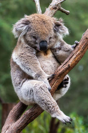 Koala on eucalyptus tree in Australia.の写真素材
