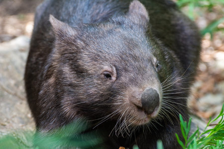 Portrait of a Common wombat (Vombatus ursinus) in Australia.