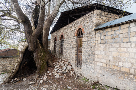 Basqal, Ismayilli region, Azerbaijan - April 30, 2019. Old oriental plane (Platanus orientalis) and ruins of a burnt down mosque, both dating from the 16th century, in Basqal settlement of Ismailli region of Azerbaijan.のeditorial素材
