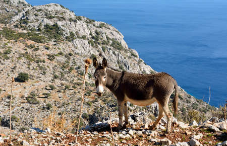 Donkey on Mediterranean coastline between Sogut and Taslica villages on Bozburun peninsula near Marmaris resort town in Turkey.の写真素材