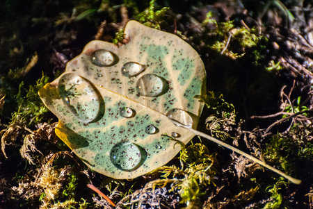 A fallen leaf with drops of rain water.の写真素材