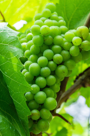 Green grapes on the vine.