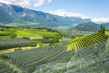 Vineyards covered with nets in Montan municipality of South Tirol, Italy.の写真素材