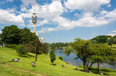 Munich, Germany â July 1, 2016. View of a grass lawn with a flock of geese in Olympiapark in Munich, Germany, with Olympic Tower (Olympiaturm) in the background.のeditorial素材