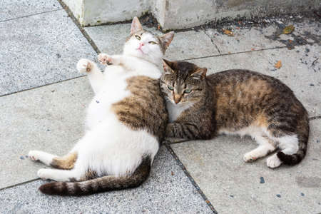 Two playful stray cats in Moscow, Russia.の写真素材