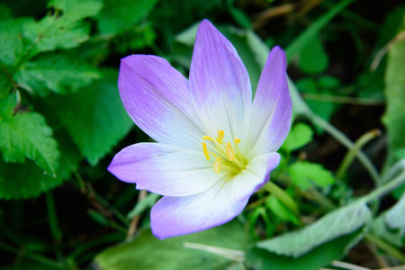 Colchicum flower in Turkey.